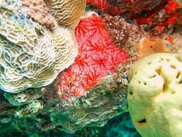 Red Encrusting Sponge IMG 6345